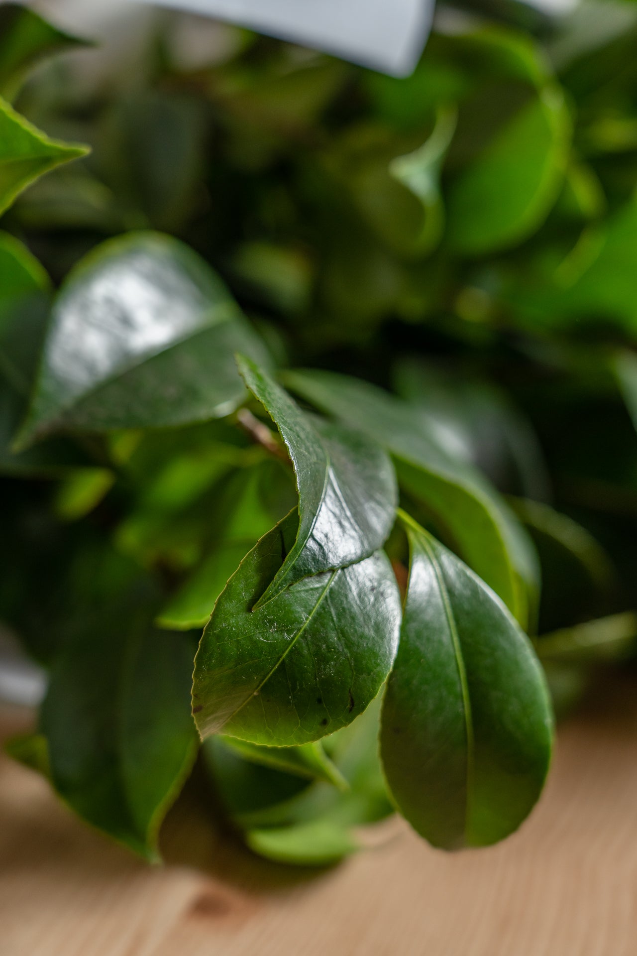 Paquete de Camelia 3