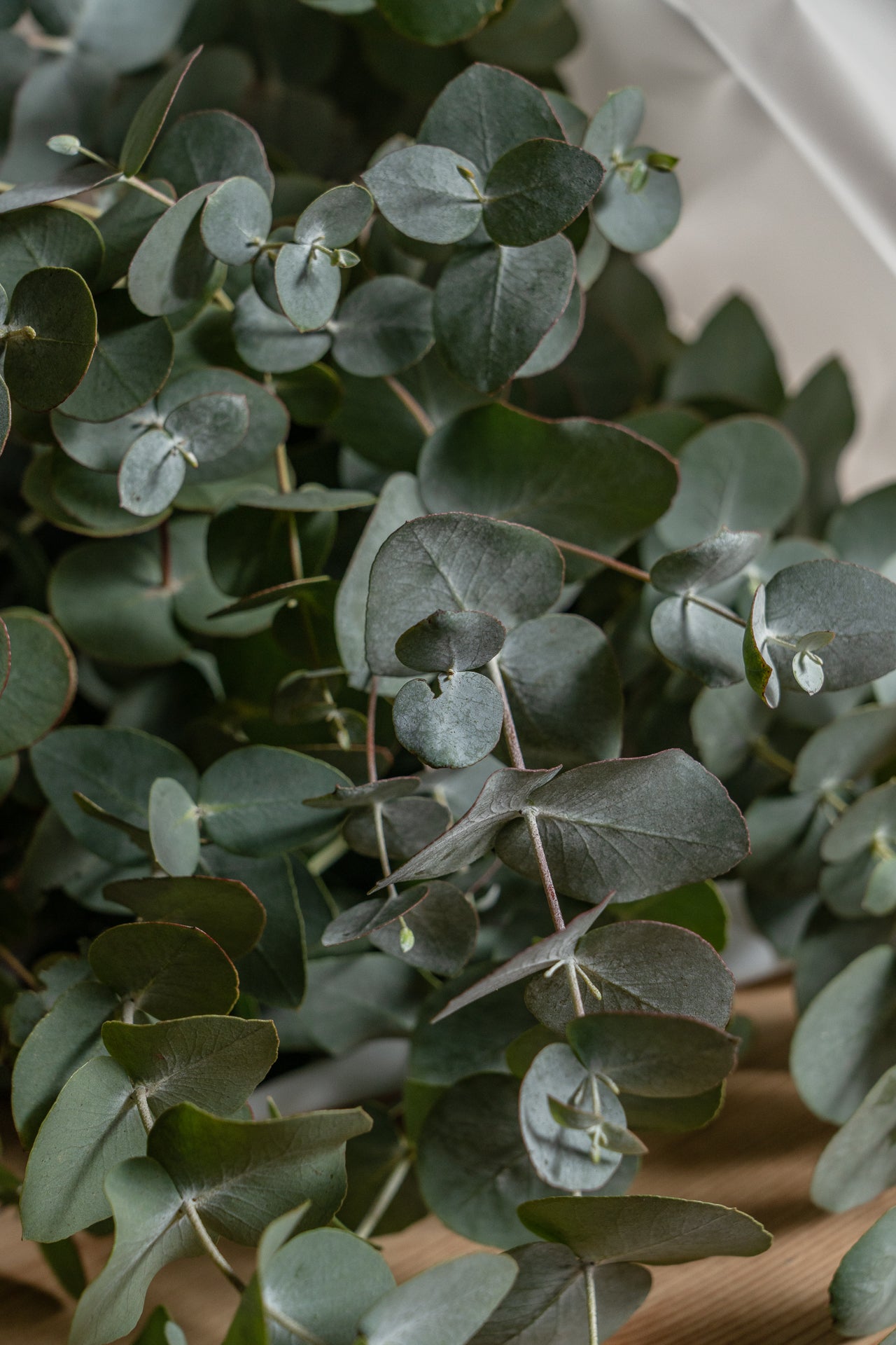 Paquete de Eucalipto 2