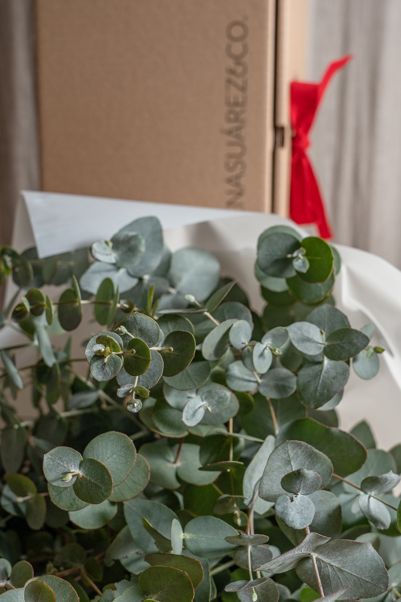 Paquete de Eucalipto 3