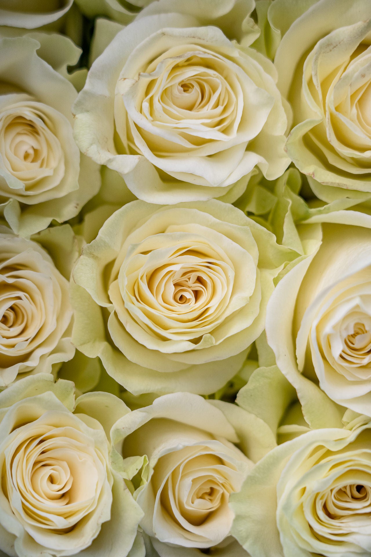 Mariposa de flores 8