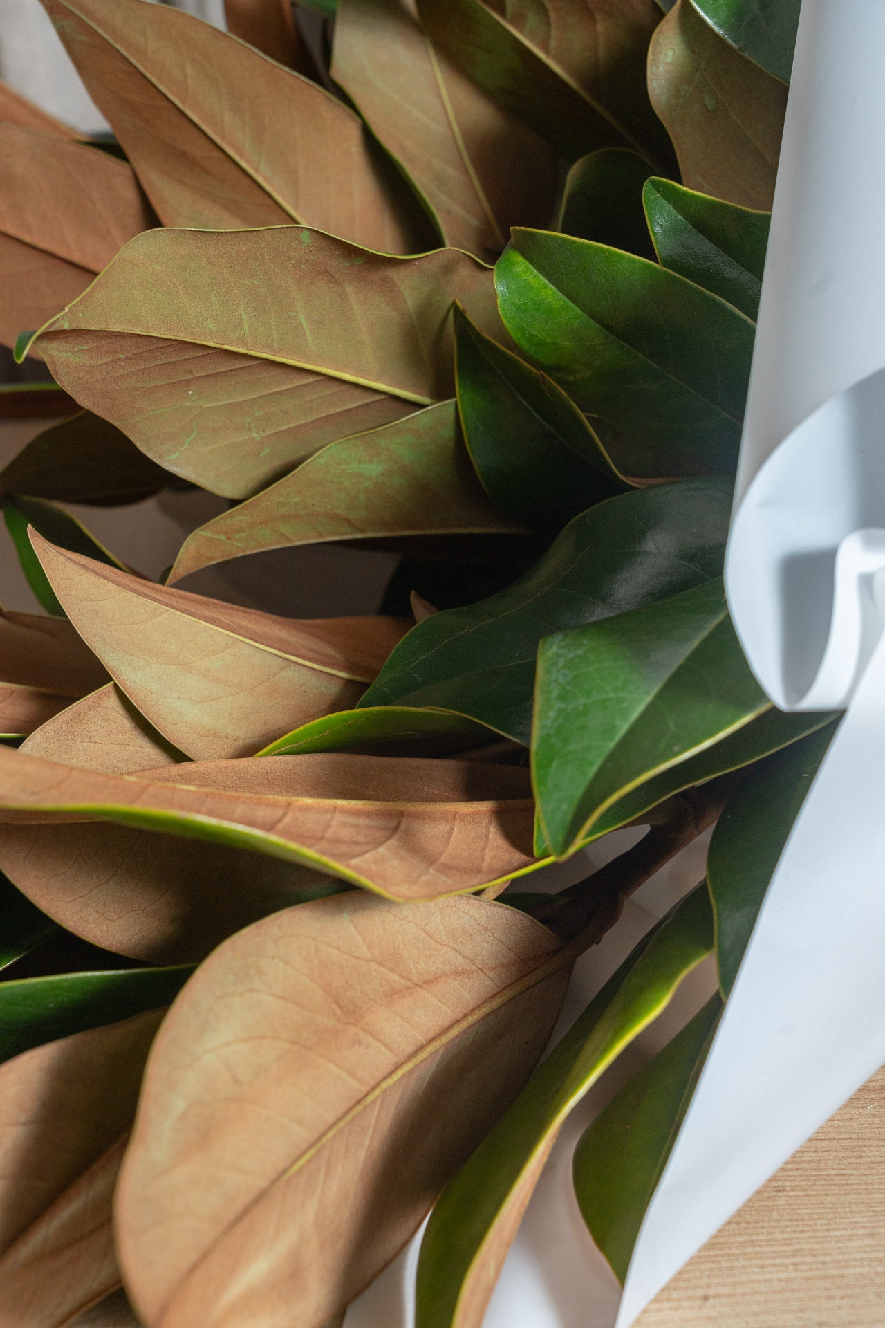 Paquete de Magnolio 2