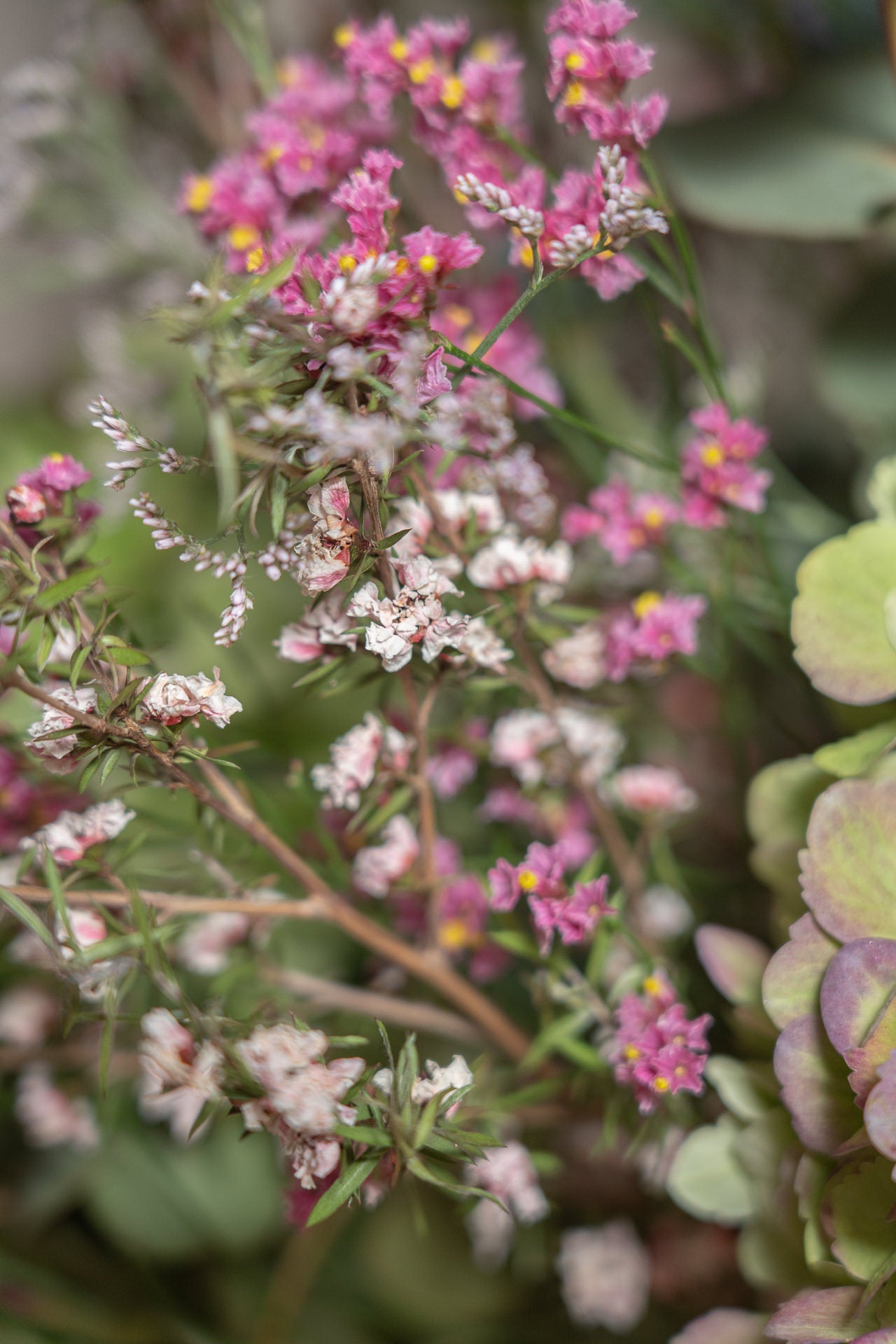 Ramo de Hortensias y Flores Silvestres para secar 3