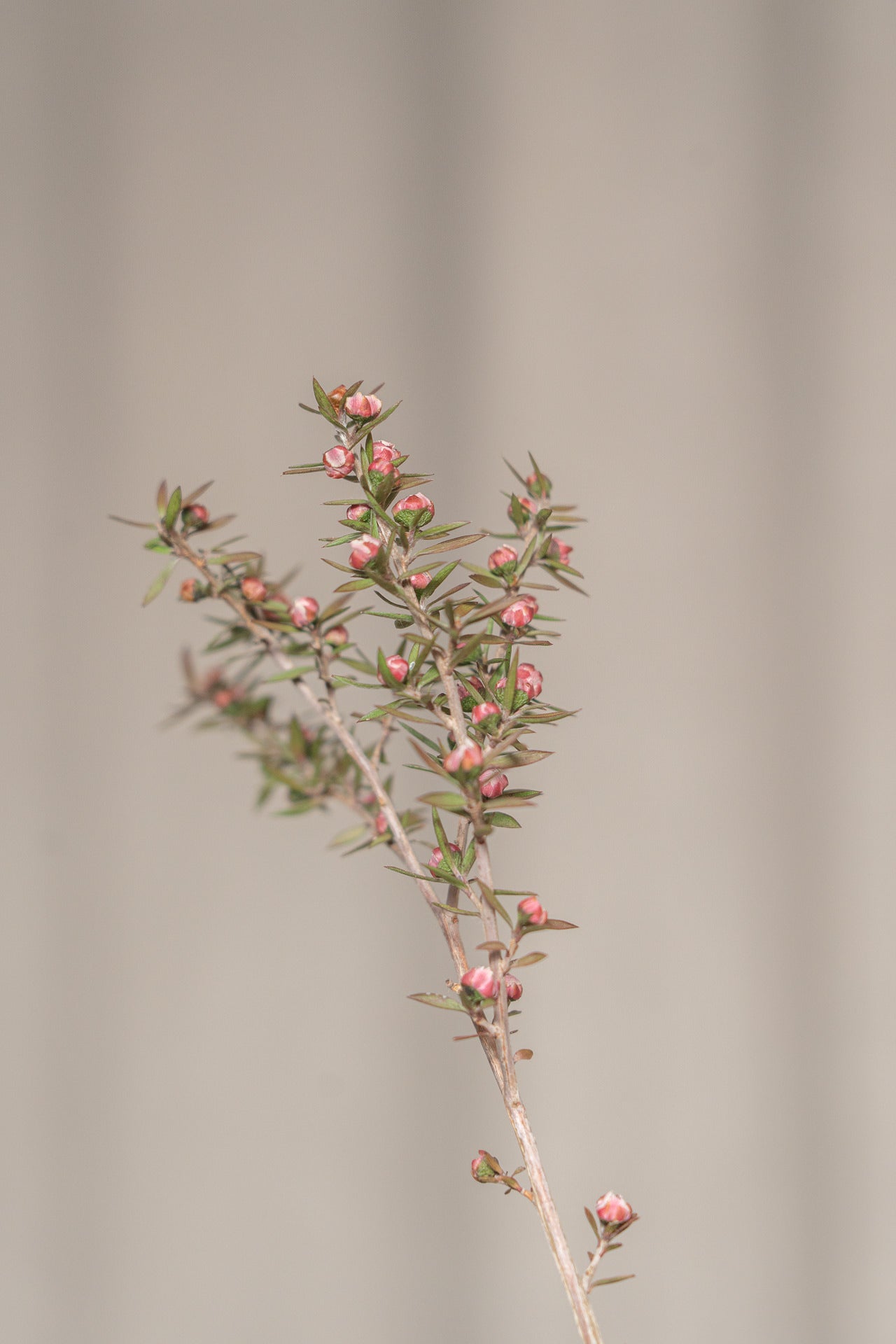 Ramo de Hortensias y Flores Silvestres para secar 5