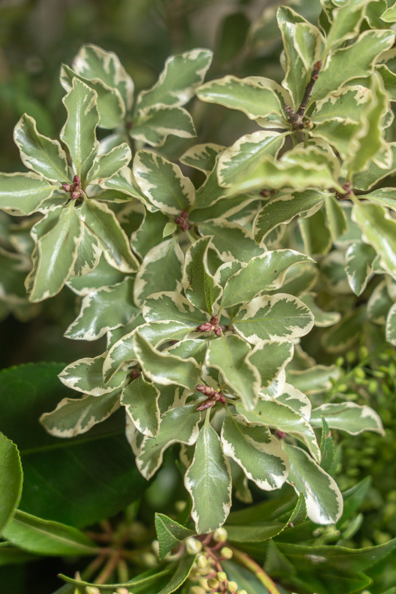 Jarrón de Madera con Verdes de Temporada 5