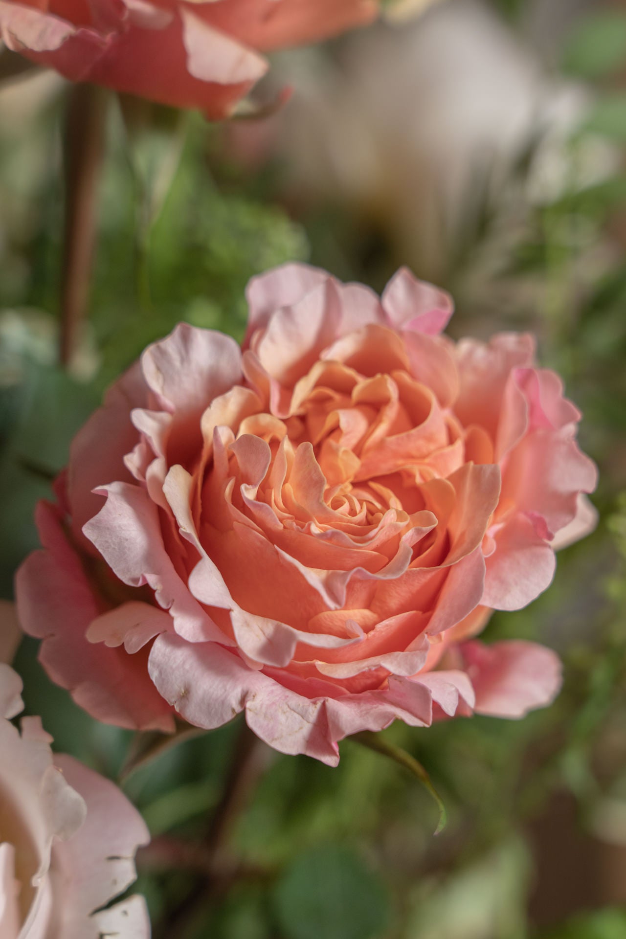 Ramo Especial Día de la Madre 5