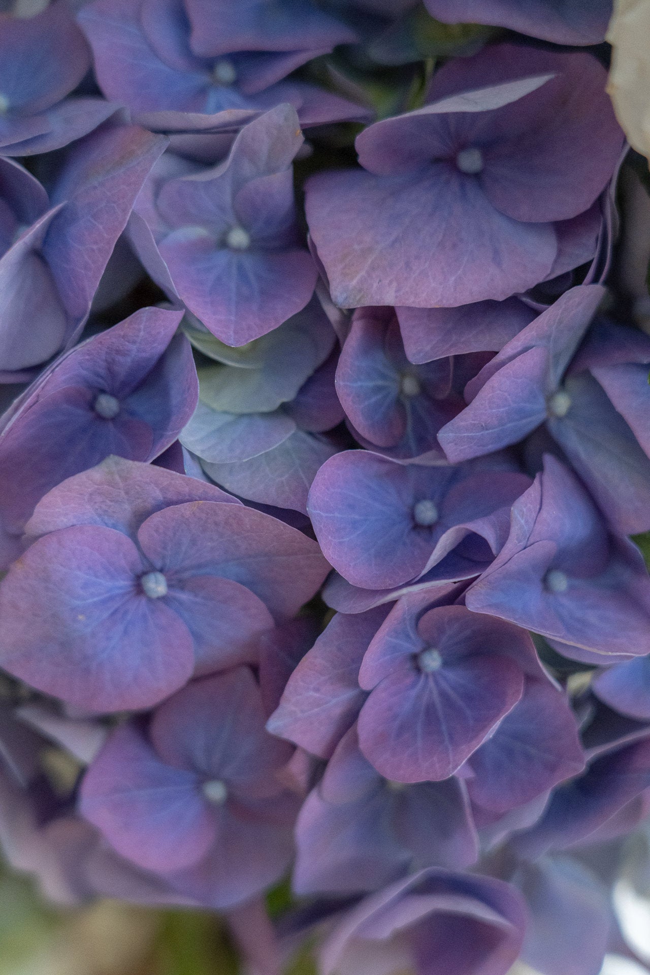 Jarrón Vidrio Reciclado con Flores Frescas 5